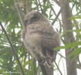 /album/my-local-birding-gallery/baby-tawny-owl-5-ossett-jpg/